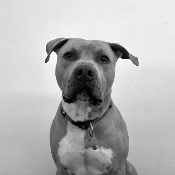 Bjorn Amstaff - Responsabile della sicurezza