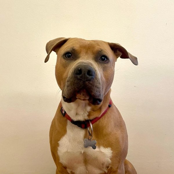 Bjorn Amstaff - Responsabile della sicurezza